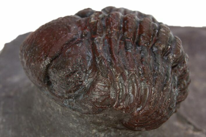 Enrolled, Red Austerops Trilobite - Hmar Laghdad, Morocco #310291